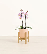 Load image into Gallery viewer, Gentle Pink stand:bamboo
