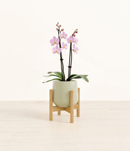 Load image into Gallery viewer, Turquoise stand:bamboo

