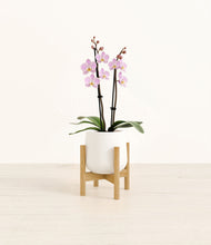 Load image into Gallery viewer, White stand:bamboo

