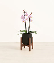 Load image into Gallery viewer, Black stand:walnut
