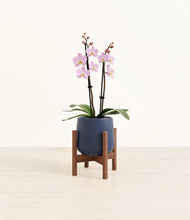 Load image into Gallery viewer, Deep Navy stand:walnut
