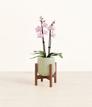 Load image into Gallery viewer, Turquoise stand:walnut
