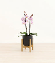 Load image into Gallery viewer, Stone Black stand:bamboo
