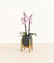 Load image into Gallery viewer, Iron Gray stand:bamboo
