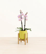 Load image into Gallery viewer, Key Lime Yellow stand:bamboo
