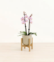 Load image into Gallery viewer, Sage Green stand:bamboo
