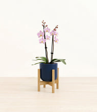 Load image into Gallery viewer, Twilight Blue stand:bamboo
