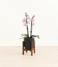 Load image into Gallery viewer, Stone Black stand:walnut
