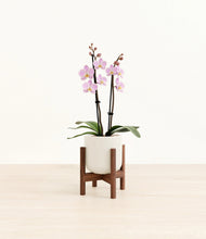 Load image into Gallery viewer, Cotton White stand:walnut
