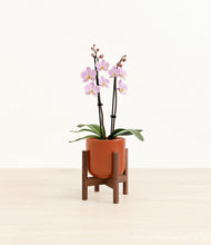 Load image into Gallery viewer, Glossy Red stand:walnut

