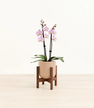 Load image into Gallery viewer, Glossy Pink stand:walnut
