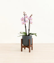 Load image into Gallery viewer, Iron Gray stand:walnut
