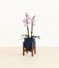 Load image into Gallery viewer, Twilight Blue stand:walnut
