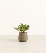 Load image into Gallery viewer, Olive*****Profile

