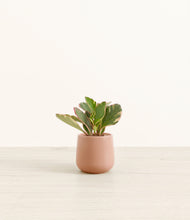 Load image into Gallery viewer, Calm Rose*****Profile
