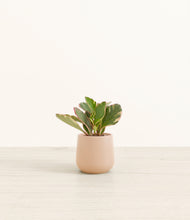 Load image into Gallery viewer, Gentle Pink*****Profile
