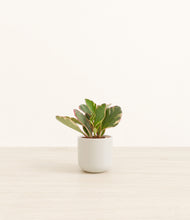 Load image into Gallery viewer, Cotton White*****Profile
