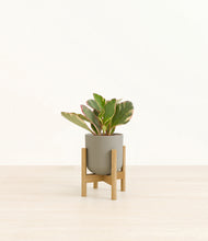 Load image into Gallery viewer, Sage Green stand:bamboo
