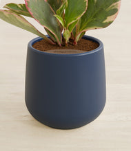 Load image into Gallery viewer, Deep Navy stand:all
