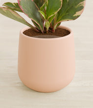 Load image into Gallery viewer, Gentle Pink stand:all
