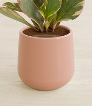 Load image into Gallery viewer, Calm Rose stand:all
