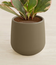 Load image into Gallery viewer, Olive stand:all
