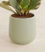 Load image into Gallery viewer, Turquoise stand:all
