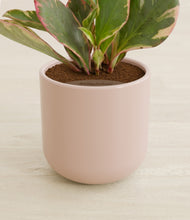 Load image into Gallery viewer, Sandy Pink stand:all
