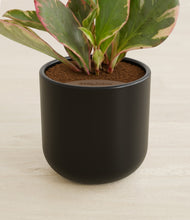 Load image into Gallery viewer, Stone Black stand:all
