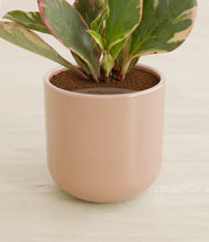 Load image into Gallery viewer, Glossy Pink stand:all
