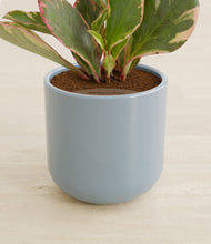Load image into Gallery viewer, Misty Blue stand:all

