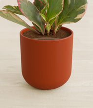 Load image into Gallery viewer, Earth Red stand:all
