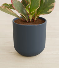 Load image into Gallery viewer, Iron Gray stand:all

