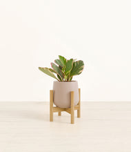 Load image into Gallery viewer, Eternal Gray stand:bamboo
