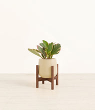 Load image into Gallery viewer, Almond Green stand:walnut

