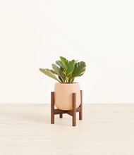 Load image into Gallery viewer, Gentle Pink stand:walnut
