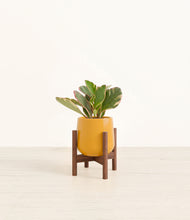 Load image into Gallery viewer, Mustard stand:walnut
