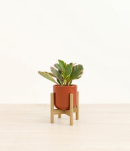 Load image into Gallery viewer, Glossy Red stand:bamboo
