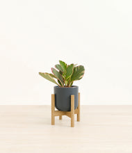 Load image into Gallery viewer, Iron Gray stand:bamboo
