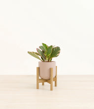 Load image into Gallery viewer, Sandy Pink stand:bamboo
