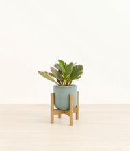 Load image into Gallery viewer, Reactive Aqua stand:bamboo
