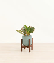 Load image into Gallery viewer, Reactive Aqua stand:walnut

