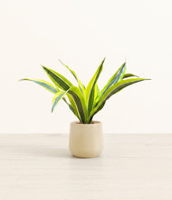 Load image into Gallery viewer, Almond Green*****Profile
