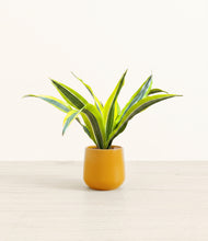 Load image into Gallery viewer, Mustard*****Profile
