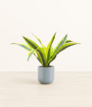 Load image into Gallery viewer, Misty Blue*****Profile
