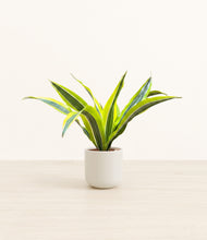 Load image into Gallery viewer, Cotton White*****Profile
