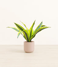 Load image into Gallery viewer, Sandy Pink*****Profile
