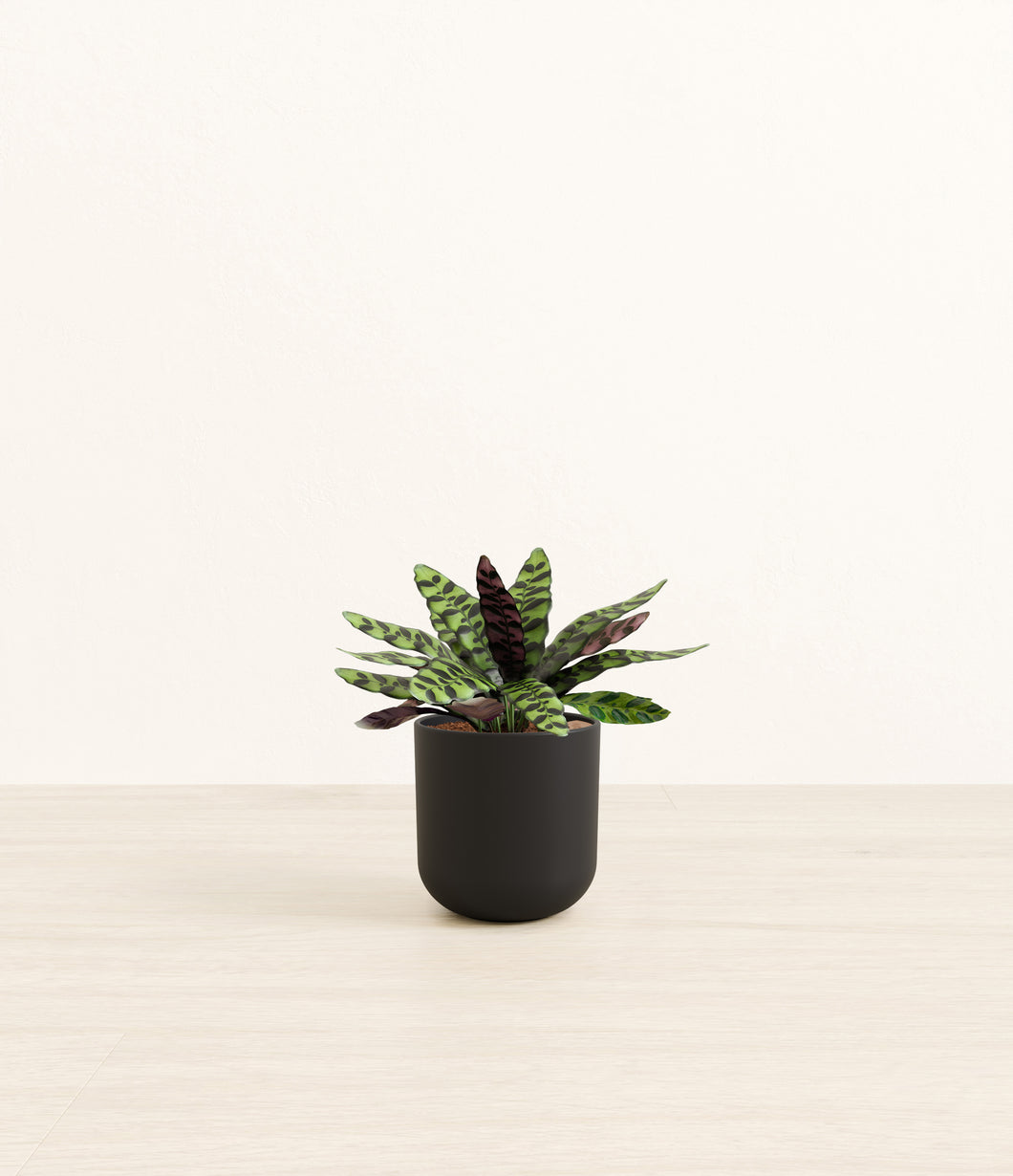 Stone Black*****Profile