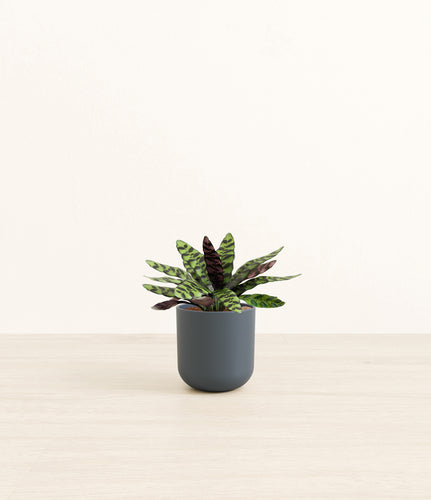 Iron Gray*****Profile