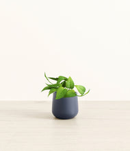Load image into Gallery viewer, Deep Navy*****Profile
